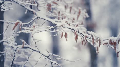 Der-Leichte-Erste-Schnee-Fällt-Auf-Die-Dünnen-Zarten-Zweige,-Die-Noch-Mit-Trockenem-Herbstlaub-Bedeckt-Sind