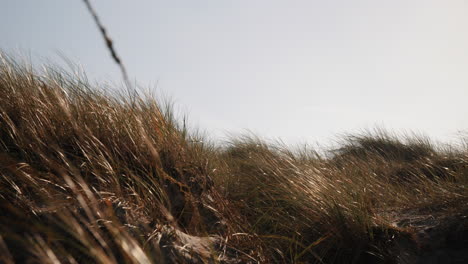 Ocean-dune-Grass-in-the-wind-Island-Fanø-In-Denmark-near-the-Beach-And-Sea