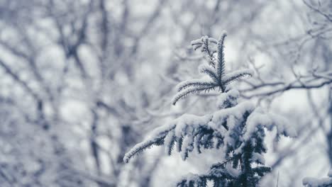 The-first-snow-on-the-top-of-the-young-pine-tree
