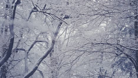 Leichter-Erster-Schnee,-Der-Die-Verworrenen-Äste-Im-Stadtpark-Bedeckt