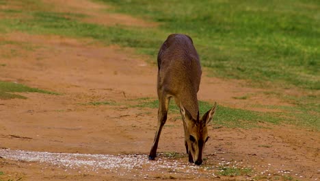 Gazelle-eating-in-the-african-bush-4K-24fps
