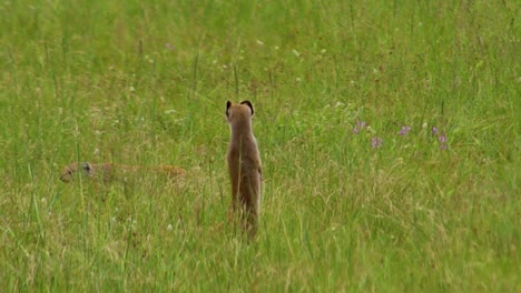 Two-Meerkats-standing-looking-around-for-predators-4K-30fps