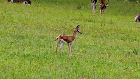 Baby-springbuck-antelope-listening-and-looking-for-predators-4K-30fps