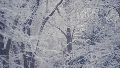 Der-Leichte-Erste-Schnee-Bedeckt-Die-Blattlosen-Äste-Der-Wirren-Baumkronen
