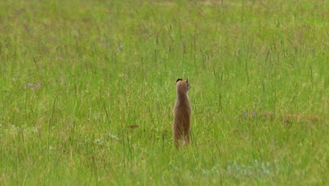 Meerkat-looking-around-for-predators-4K-30fps