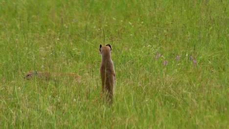 2-x-Meerkats-standing-up-looking-around-HD-30fps