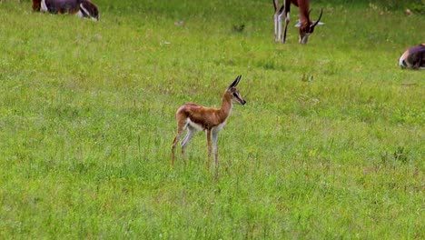 Baby-Springbock-Antilope,-Die-Sich-Umsieht,-Hd-30fps