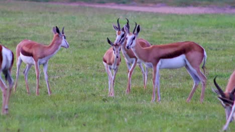Afrikanische-Antilope,-Die-Versucht,-HD-30fps-Zu-Paaren