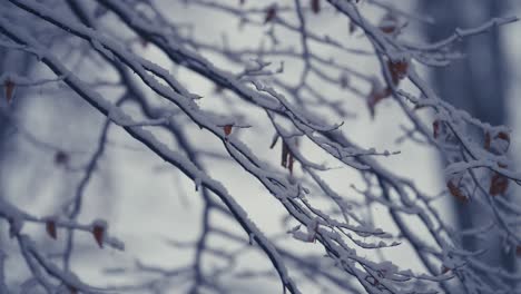 Der-Leichte-Erste-Schnee-Auf-Den-Dünnen-Zarten-Zweigen,-Die-Noch-Mit-Trockenem-Herbstlaub-Bedeckt-Sind