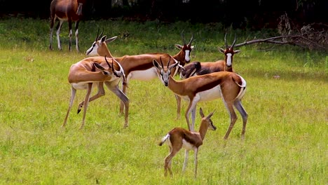 Antilope,-Springbock-Und-Blessbock-In-Den-Ebenen-Hd-30fps