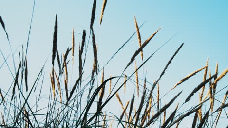 Ocean-dune-Grass-in-the-wind-blue-sky-close-up-Island-Fanø-In-Denmark-near-the-Beach-And-Sea