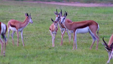 Springbock-Gazelle,-Die-Versucht,-4k-30fps-Zu-Paaren
