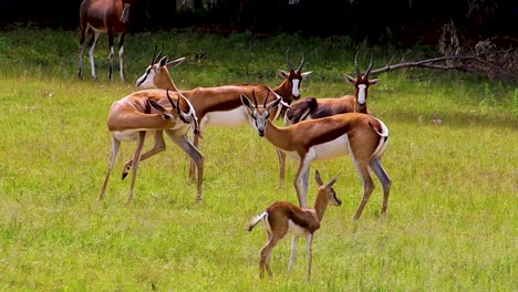 Afrikanische-Antilope-Und-Baby-Springbock,-Die-Um-4k-30fps-Herumstehen