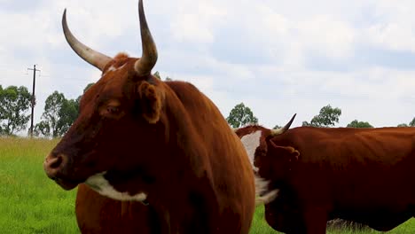 Close-up-of-Cow-looking-straight-at-camera-then-away,-flies-on-face-HD-24fps