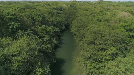 Stream-surrounded-by-tropical-vegetation-in-Humedales-Del-Ozama-National-Park-in-Dominican-Republic