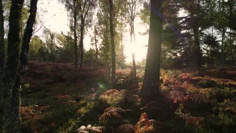 Aerial-drone-footage-flying-slowly-through-a-forest