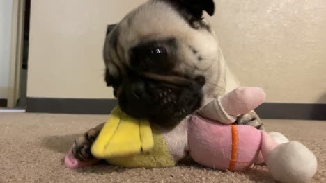 Cute-female-pug-adorable-playing-with-her-doll