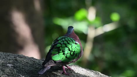 Common-Emerald-Dove,-Chalcophaps-indica-seen-on-a-rock-within-the-forest-facing-to-the-right-as-it-looks-around-and-calls,-Thailand