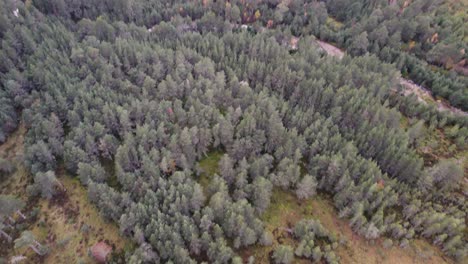Downward-facing-aerial-drone-footage-tilting-up-from-a-mossy-peat-bog-and-Scots-pine-forest-to-reveal-the-forested-landscape-at-Allt-Mor-in-the-Cairngorms-National-Park