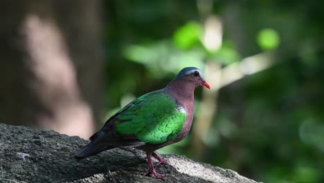 Common-Emerald-Dove,-Chalcophaps-indica-seen-in-tthe-forest-during-the-early-hours-of-the-morning-facing-to-the-right-and-frantically-looking-around-then-flies-away,-Thailand