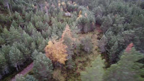 Aerial-drone-footage-rolling-over-a-Scots-pine-forest-canopy-with-mature-and-regenerating-trees,-heather-and-moorland-in-the-Cairngorms-National-Park,-Scotland