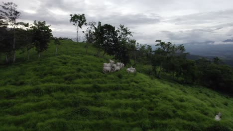 Aerial-parallax-over-a-herd-of-cows-grazing-in-green-grass-hill-surrounded-by-woods-on-a-cloudy-sunset-in-Costa-Rica