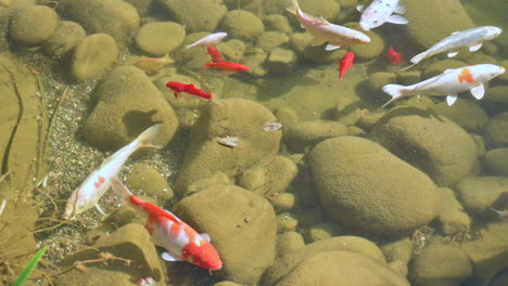 Traditional-Japanese-Koi-swim-around-in-Koi-Pond-with-rocks