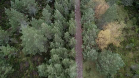 Aerial-drone-footage-flying-backwards-over-a-Scots-pine-forest-canopy,-following-a-path-through-trees-tilting-to-reveal-the-landscape-in-the-Cairngorms-National-Park,-Scotland