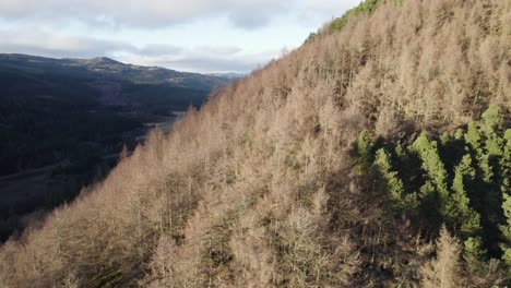 Aerial-drone-footage-rising-slowly-over-a-cliff-where-people-are-looking-out-from-a-mountain-covered-in-forest,-a-valley,-Scots-pine-and-larch-trees-at-Polney-Crag-,-Dunkeld-Scotland