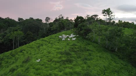 Aerial-dolly-in-over-a-herd-of-cattle-grazing-in-green-grass-hill-surrounded-by-forest-on-a-cloudy-sunset-in-Costa-Rica