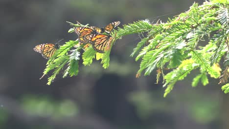 Monarch-Butterflies-in-4K