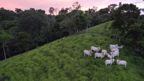 Aerial-dolly-in-flying-over-cows-grazing-in-green-hill-surrounded-by-woods-on-a-colorful-sunset-in-Costa-Rica