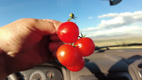 Hand-holding-healthy-snack-organic-grape-tomatoes-for-eating-on-the-go