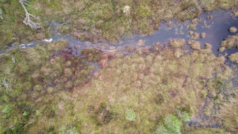 Downward-facing-aerial-drone-footage-flying-up-to-reveal-a-peat-bog-and-river-surrounded-by-a-Scots-pine-forest-at-Allt-Mor,-Cairngorms-National-Park-with-sphagnum-moss-and-trees