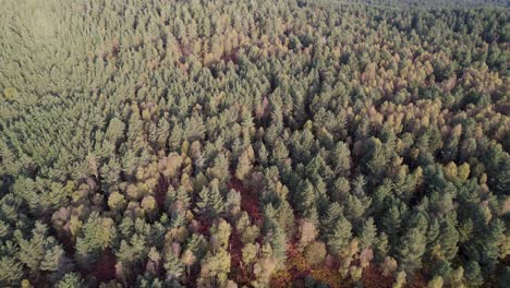 High-level-aerial-drone-footage-panning-over-a-canopy-of-native-trees,-road-and-forest-with-green-and-orange-autumn-colours-at-sunrise-at-Loch-Kinord,-Muir-of-Dinnet-National-Nature-Reserve,-Scotland