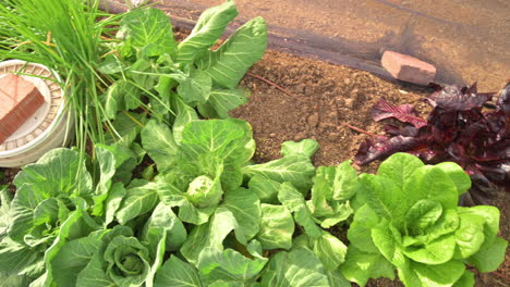 Gemüse-Aus-Eigenem-Anbau-Und-Grüner,-Frischer-Bio-Salat-Im-Gemeinschaftsgarten