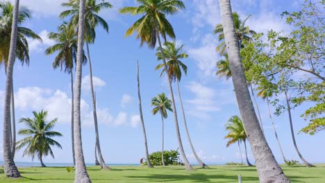 Drone-flight-through-tall-palm-trees-against-blue-sky-on-Caribbean-coastline