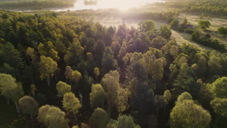 Aerial-drone-footage-rising-above-a-green-canopy-of-forest-trees-over-peat-bog,-moorland-and-fields-revealing-a-sunrise-reflecting-in-Loch-Kinord,-at-Muir-of-Dinnet-National-Nature-Reserve,-Scotland
