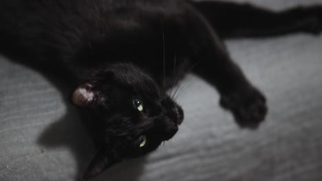 Schwarze-Katze,-Die-Auf-Der-Kante-Des-Sofas-Liegt