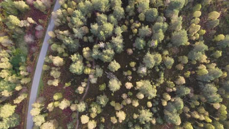 Drohnenaufnahmen-Aus-Der-Luft,-Die-Langsam-über-Die-Baumkronen-Einheimischer-Bäume-Und-Eine-Straße-Im-Herbst-Mit-Grünen-Und-Orangefarbenen-Herbstfarben-Bei-Sonnenaufgang-Am-Loch-Kinord,-Muir-Of-Dinnet-National-Nature-Reserve,-Schottland,-Fliegen