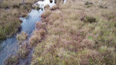 Aerial-drone-footage-tilting-up-from-a-mossy-peat-bog,-flowing-river-and-Scots-pine-forest-to-reveal-the-forested-landscape-and-trees-at-Allt-Mor-in-the-Cairngorms-National-Park
