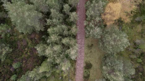 Aerial-drone-footage-flying-over-a-Scots-pine-forest-canopy,-following-a-path-through-trees-with-heather-and-native-plants-along-the-trail-in-the-Cairngorms-National-Park,-Scotland