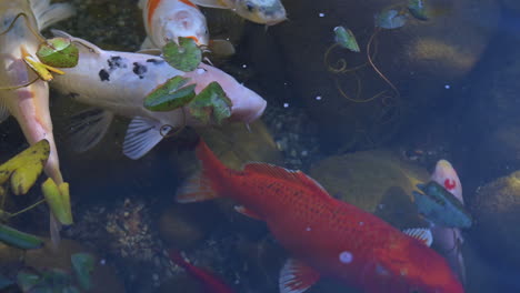 Colorful-carp-fish-swim-in-Japanese-Koi-Pond,-closeup