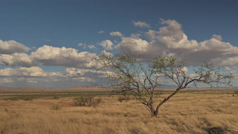 Lone-tree-on-grassland-open-range-farmland-under-blue-sky-with-clouds