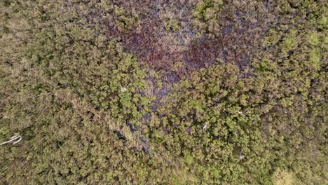 Aerial-drone-footage-above-a-diverse-habitat-of-peat-bog-and-sphagnum-moss,-wetland-plants,-native-forest-trees,-woodland-and-moorland-at-Loch-Kinord,-Muir-of-Dinnet-National-Nature-Reserve-Scotland