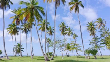 Tropical-Palm-Trees-At-The-Beach-Against-Blue-Sky-At-Summer-In-Playa-Costa-Esmeralda,-Miches,-Dominican-Republic