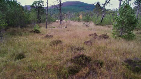 Aerial-drone-footage-slowly-flying-forward-close-to-a-peat-bog-through-a-Scots-pine-forest-at-Allt-Mor-in-the-Cairngorms-National-Park-with-sphagnum-moss,-native-trees-and-mountains