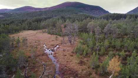 Aerial-drone-footage-flying-up-and-over-a-mossy-peat-bog,-Scots-pine-trees-and-forest-canopy-to-reveal-a-forested-landscape-at-Allt-Mor-in-the-Cairngorms-National-Park,-Scotland