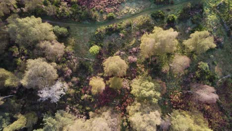 Aerial-drone-footage-rising-slowly-above-a-canopy-of-native-trees,-a-road-and-ruins-with-green-and-orange-autumn-tree-colours-at-sunrise