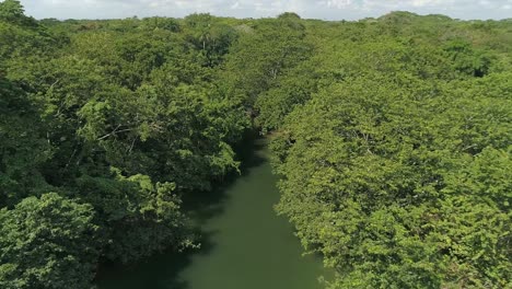 Lush-forest-and-river-in-Humedales-Del-Ozama-National-Park-in-Dominican-Republic
